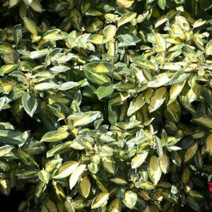 Elaeagnus ebbingei 'Limelight', 80-100 20L, Bontbladige olijfwilg