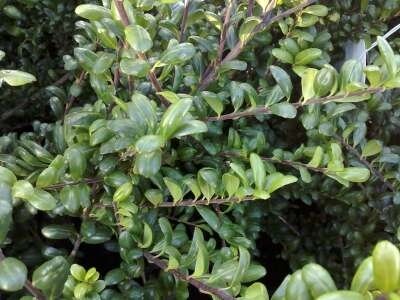 Ilex cren. 'Convexa', 50-60 20L, Hulst