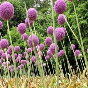 Allium giganteum, Sierui