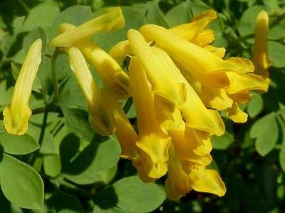 Corydalis lutea, Helmbloem (= Pseudofumaria)