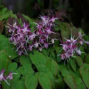 Epimedium grandifl. 'Purple Pixie', ® Elfenbloem