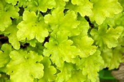 Heuchera 'Lime Marmalade', ® Purperklokje