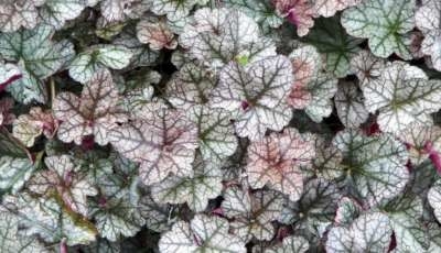 Heuchera 'Silver Scrolls', ® Purperklokje