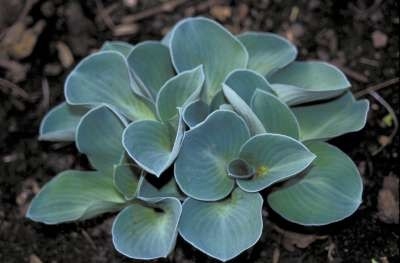 Hosta 'Blue Mouse Ears', Hartlelie