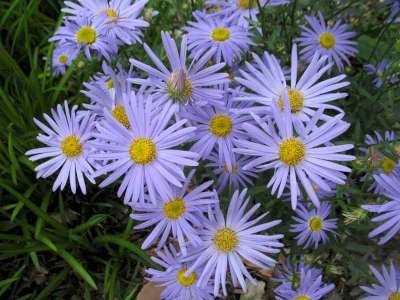 Kalimeris incisa 'Blue Star'