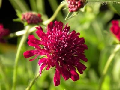 Knautia macedonica, Beemdkroon