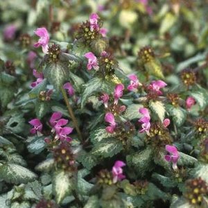 Lamium maculatum 'Beacon Silver', Dovenetel