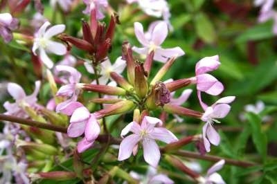 Saponaria officinalis, Zeepkruid