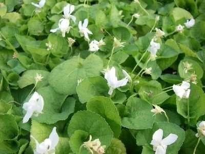 Viola odorata 'Alba', Viooltje