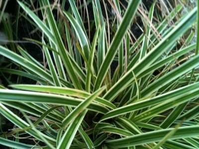 Carex oshimensis 'Evergreen', Zegge