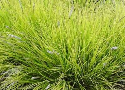 Sesleria autumnalis P9, Blauwgras