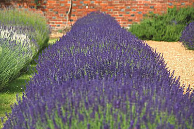 Lavandula ang. 'Hidcote' P9, Lavendel