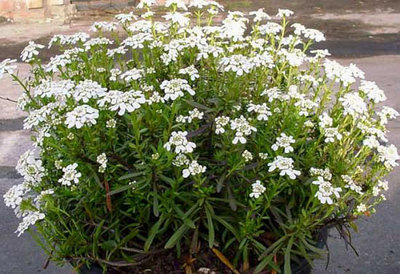 Iberis sempervirens 'Snowflake', Scheefbloem (=Schneeflocke)