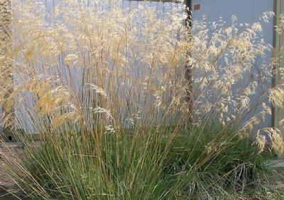 Stipa gigantea, Vedergras