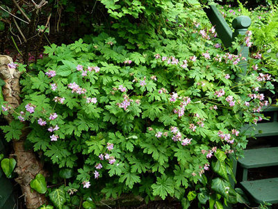 Geranium macr. 'Ingwersen's Variety', Ooievaarsbek