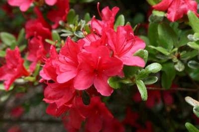 Azalea jap. 'Arabesk', 25-30 3L (=Rhododendron)