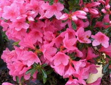 Azalea jap. 'Mm van hecke', 25-30 3L (=Rhododendron)