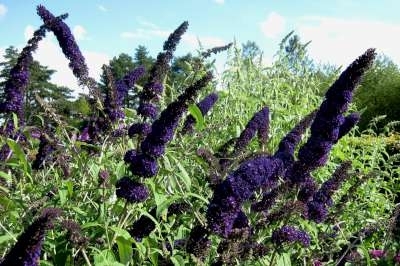 Buddleja dav. 'Black Knight' 3L, 60-80 Vlinderstruik