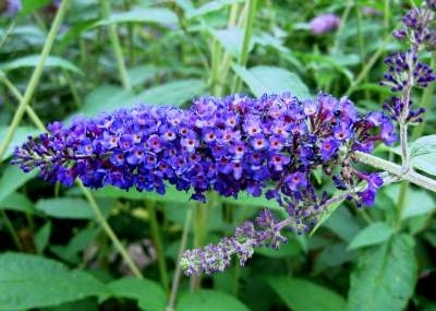 Buddleja dav. 'Empire Blue' 3L, 60-80 Vlinderstruik