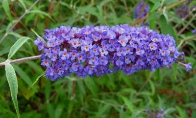 Buddleja dav. 'Nanho Blue', 40-60 3L Vlinderstruik