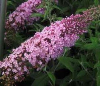 Buddleja dav. 'Pink delight' 3L, 60-80 Vlinderstruik