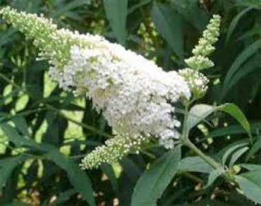 Buddleja dav. 'White Bouquet', Vlinderstruik