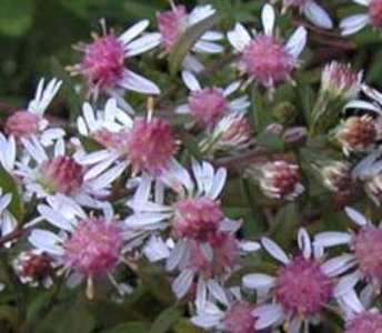 Aster novi-belgii 'White Ladies', Aster