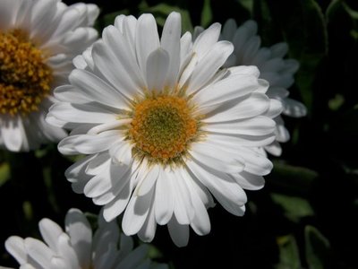 Aster alpinus 'Albus', Aster