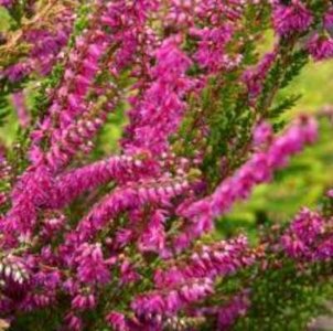 Calluna vulgaris 'Perestrojka', Dopheide