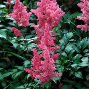 Astilbe chinensis 'Pumila', Pluimspirea