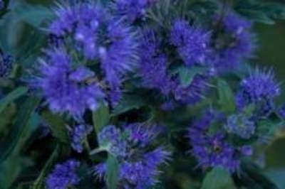 Caryopteris cland. 'Grand Bleu', 50-60 3L Blauwe spirea ®