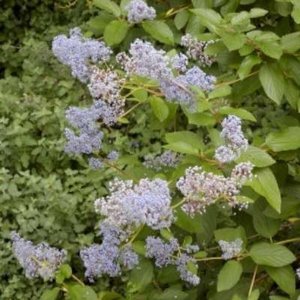 Ceanothus del. 'Gloire de Versailles', 40-50 3L, Sikkelboom