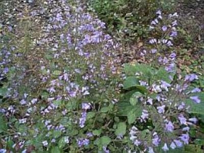 Calamintha nepeta nepeta, Steentijm