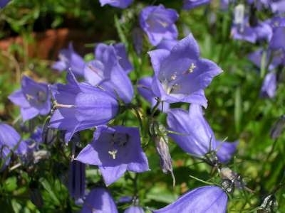 Campanula cochlearifolia 'Blue Baby', Klokjesbloem