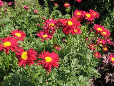 Chrysanthemum cocc. 'Robins. Rubra', Margriet