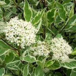 Cornus alba 'Elegantissima', 3L, Kornoelje