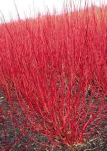 Cornus alba 'Sibrica', 60-80 3L, Kornoelje