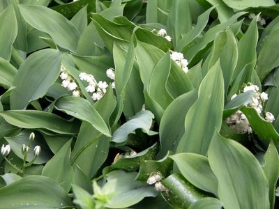 Convallaria majalis, Lelietje-van-dalen