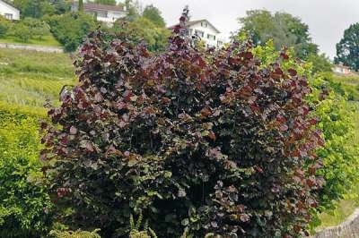 Corylus maxima 'Purpurea', 60-80 5L, Rode hazelaar