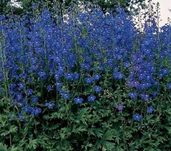 Delphinium belladonna 'Bellamosum', Ridderspoor