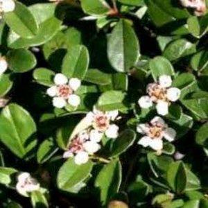 Cotoneaster 'Eichholz' 1.5L, Dwergmispel