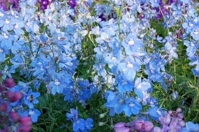 Delphinium belladonna 'Cliveden Beauty', Ridderspoor