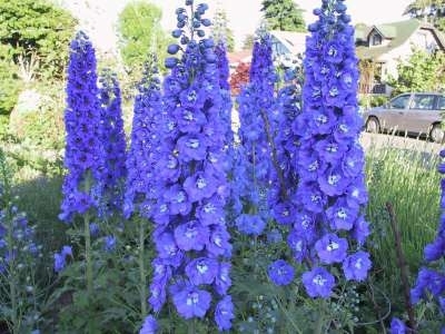 Delphinium pacific giant 'Black Knight', Ridderspoor