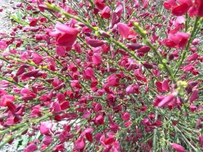 Cytisus 'Boskoop Ruby', 40-60 3L, Brem