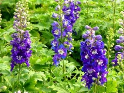 Delphinium pacific giant 'Blue Bird', Ridderspoor