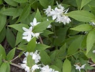 Deutzia gracilis, 20-30 2L, Bruidsbloem