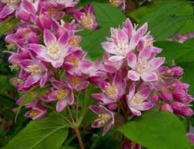 Deutzia hybride 'Strawberry Fields', 3L Bruidsbloem