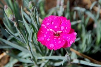 Dianthus gratianopolitanus 'Badenia', Anjer