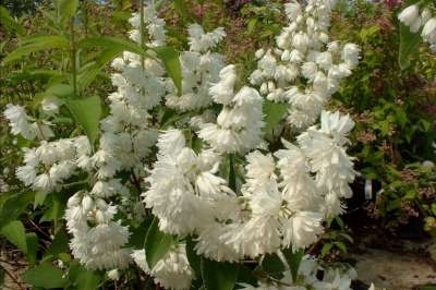 Deutzia cren. 'Pride of Rochester', 3L Bruidsbloem