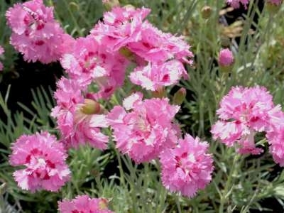 Dianthus plumarius 'Maggie', Anjer